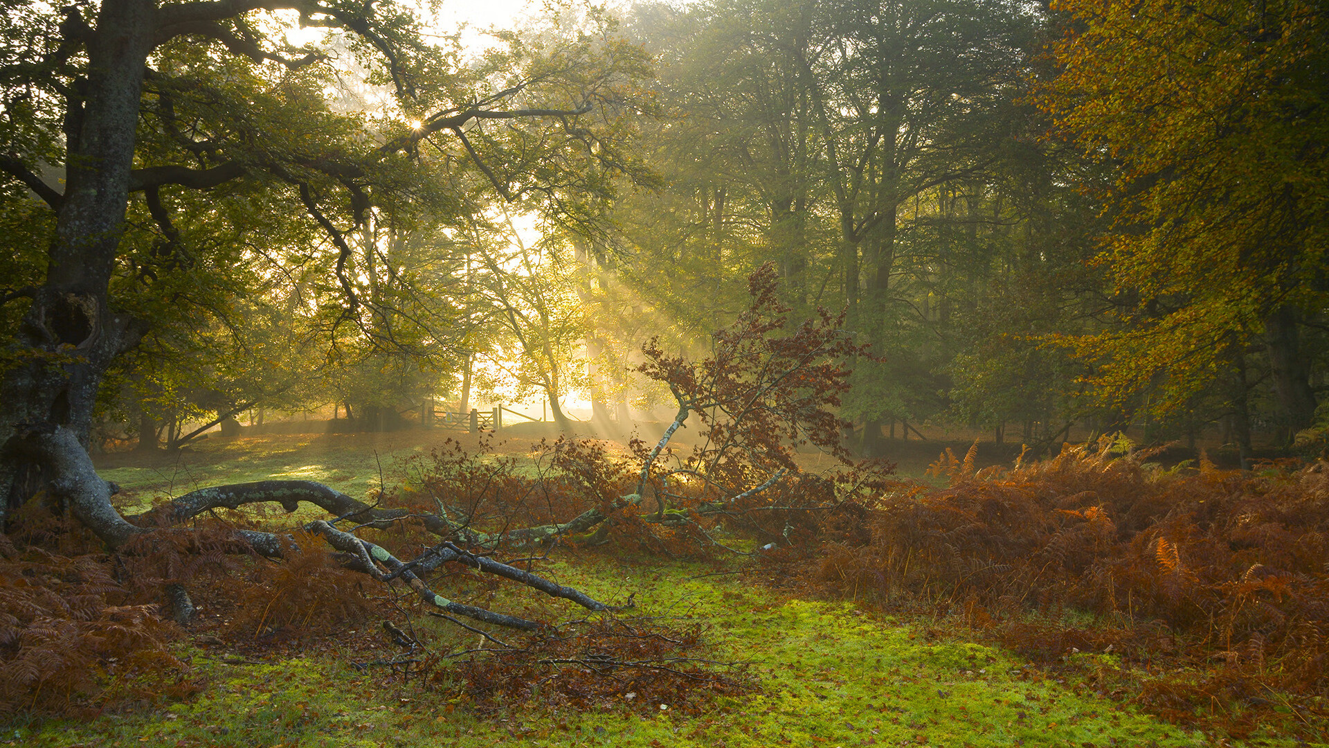 九游体育网页登陆-里昂夺回胜利，士气高昂迎接面对尼斯，法甲-里昂vs尼斯聚胜顽球汇