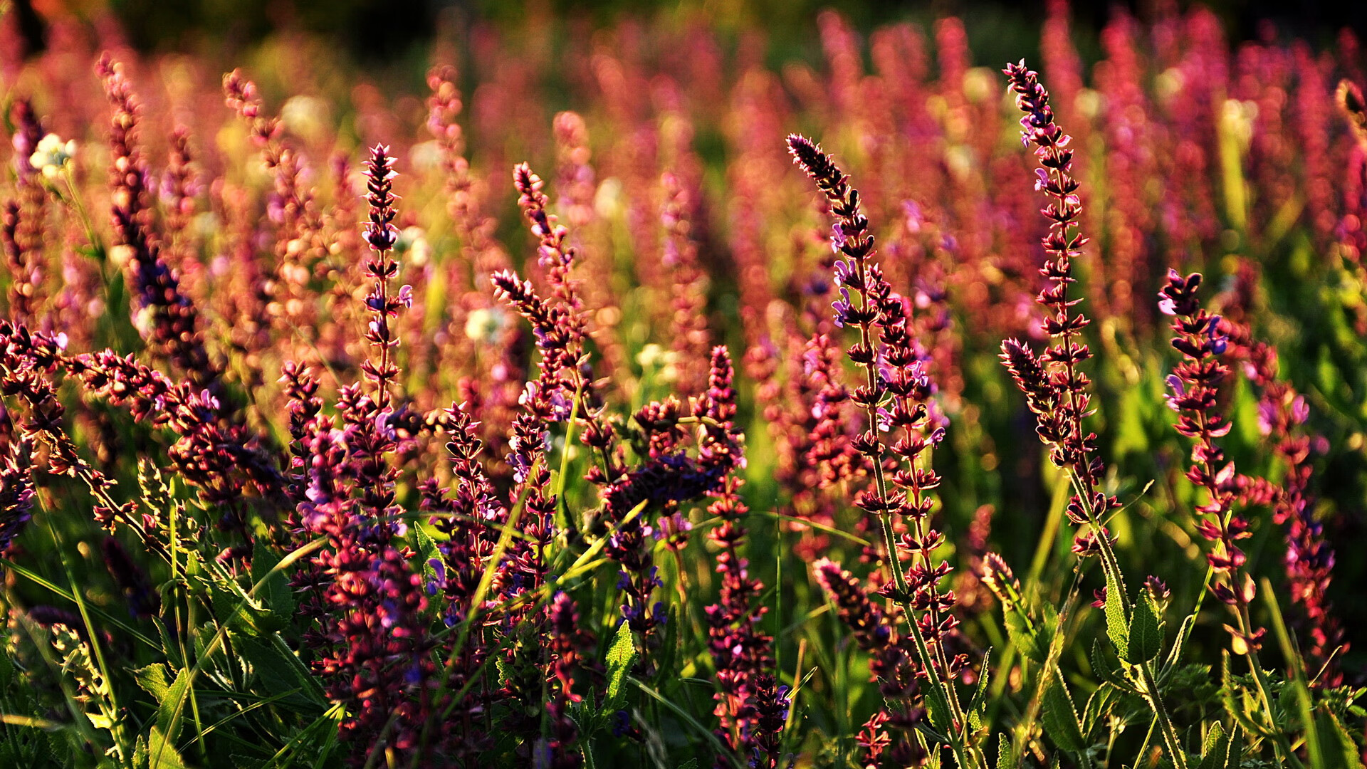 -杰克·阿莱克西蝶泳比拼力压群雄